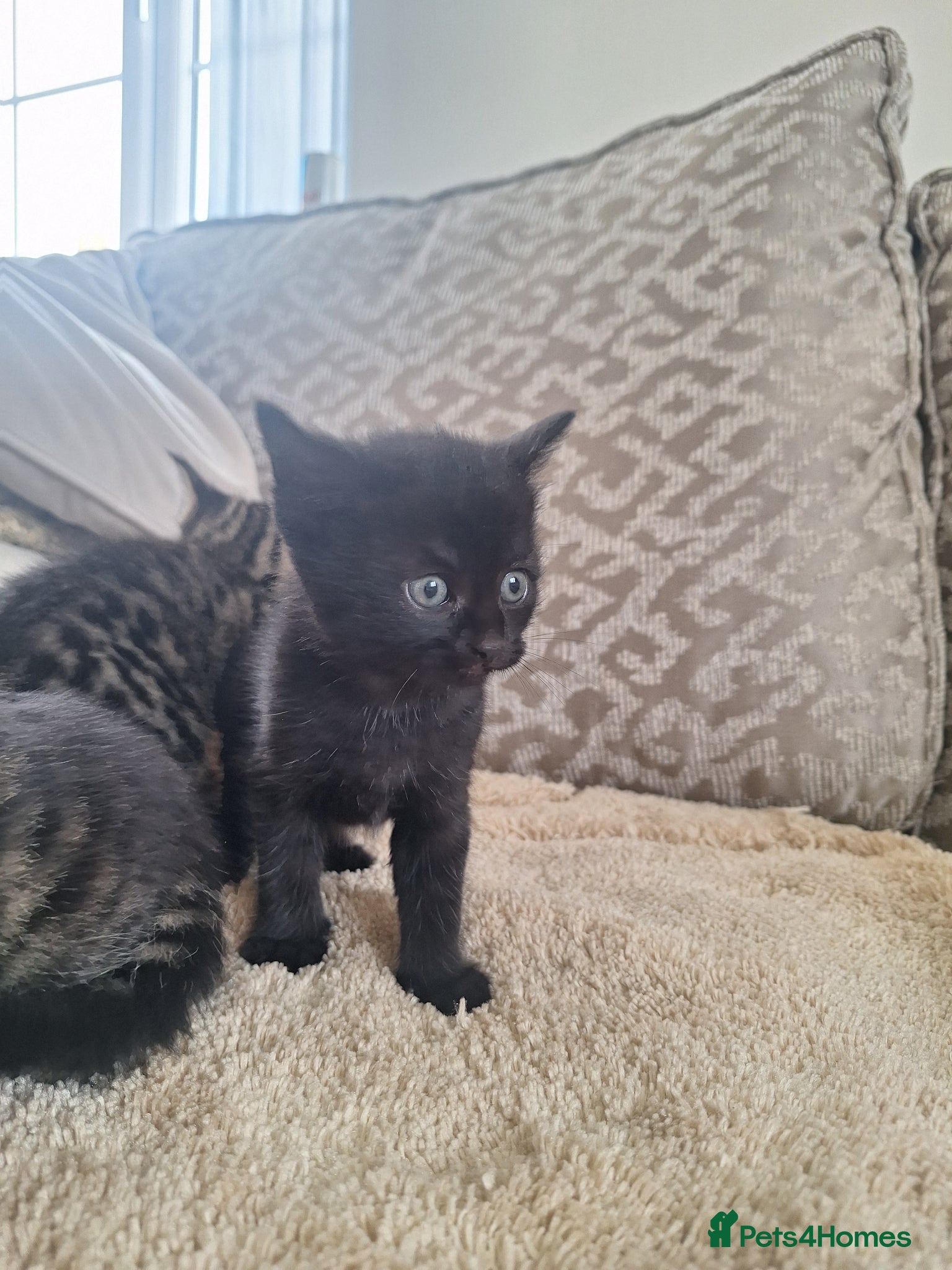 Mixed Breed cats Very rear smokey kittens  - Advert 9