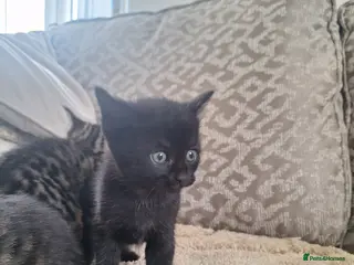 Mixed Breed cats Very rear smokey kittens - Advert 9