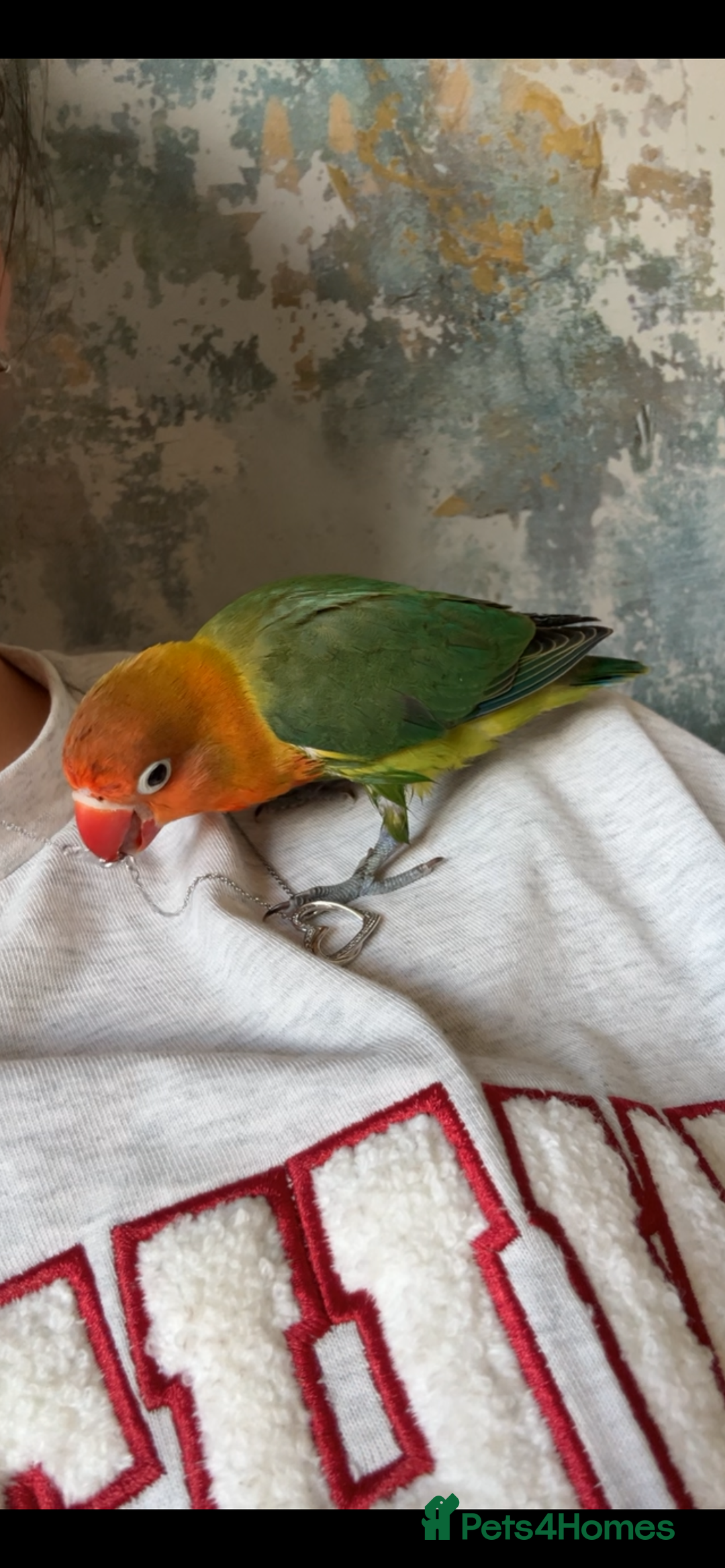 Lovebirds birds for sale: Baby hand reared lovebirds  - Image 3