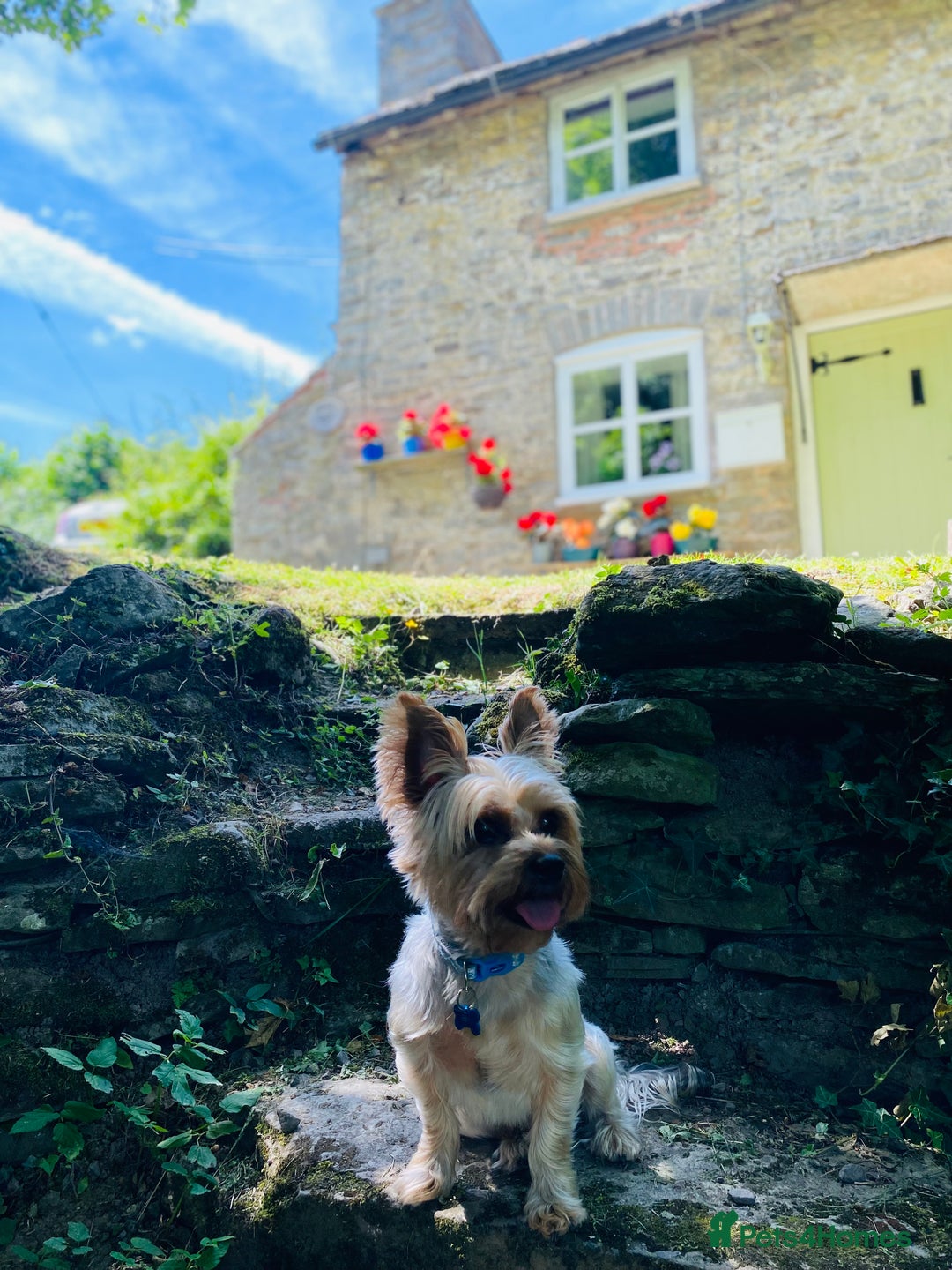Yorkshire Terrier dogs for stud: Billy Boy  - Image 23