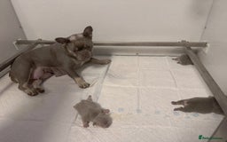French Bulldog dogs for sale: Lilac and Tan, isabella, French bulldog puppies - Image 11