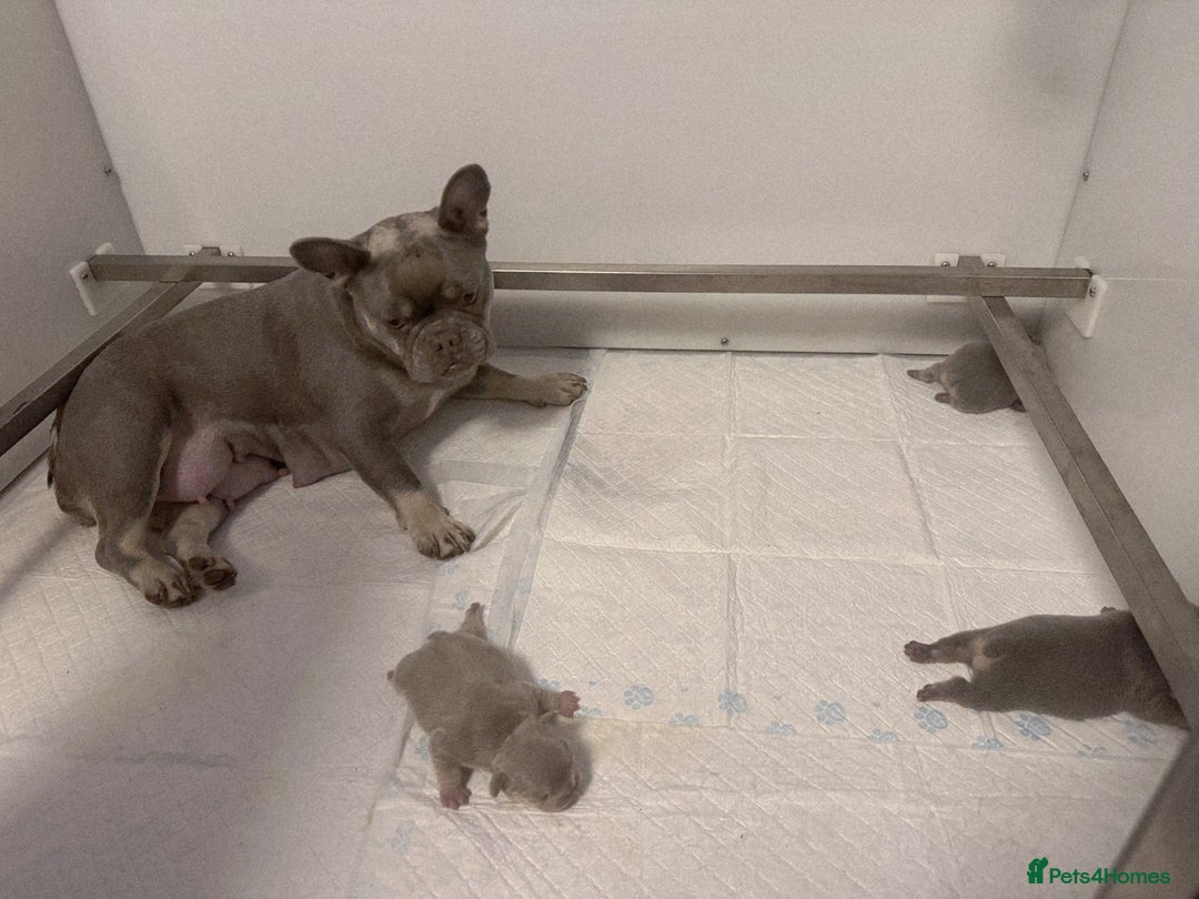 French Bulldog dogs for sale: Lilac and Tan, isabella, French bulldog puppies - Image 11