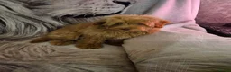 Pomapoo dogs for sale: Fabulous  pomapoo puppies  - Advert 15