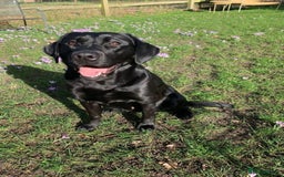 Labrador Retriever dogs for sale: Fabulous KC registered labradors - Image 2