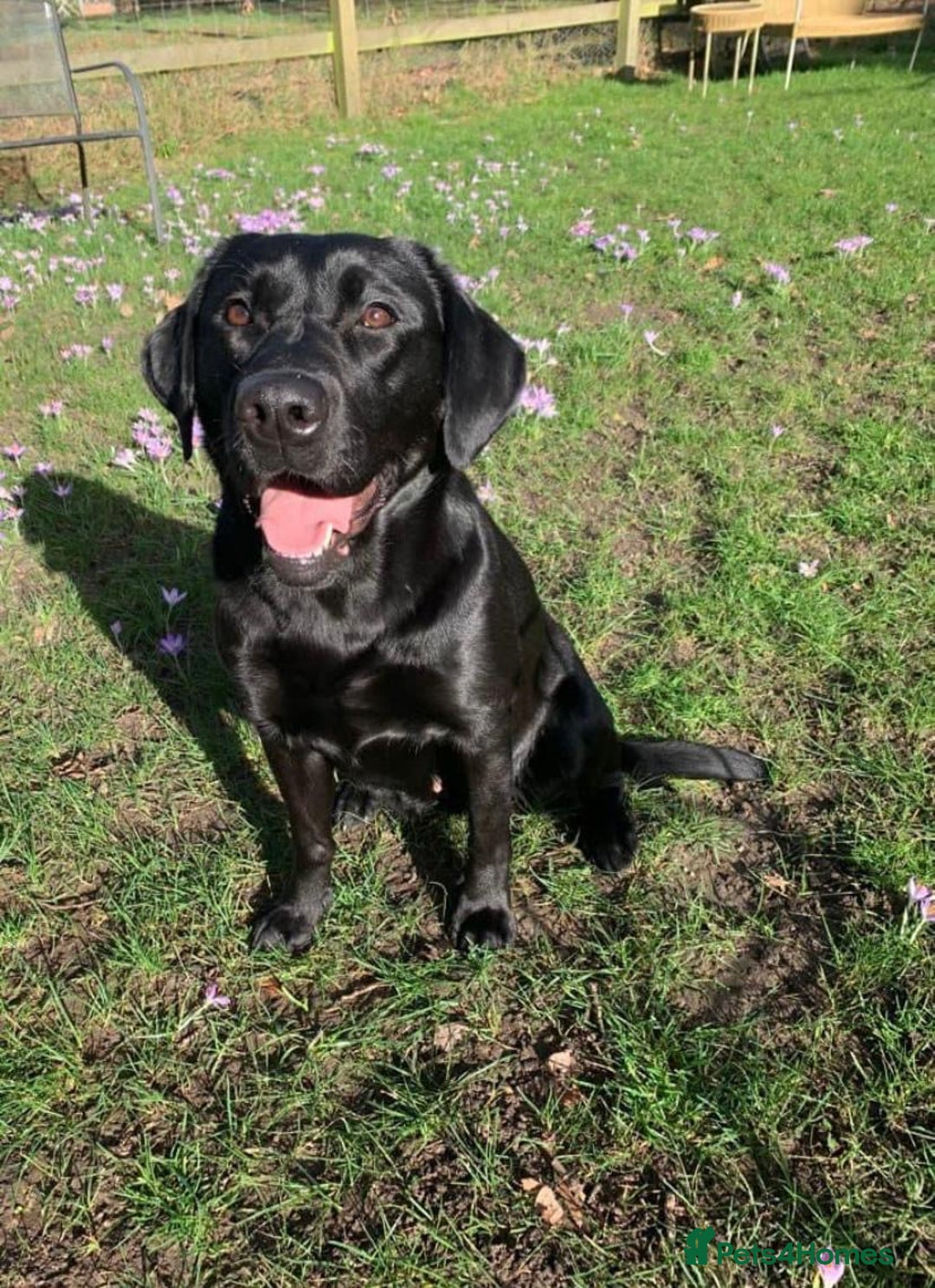 Labrador Retriever dogs for sale: Fabulous KC registered labradors - Image 2