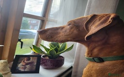 Hungarian Vizsla dogs for sale: Ralph - Image 3
