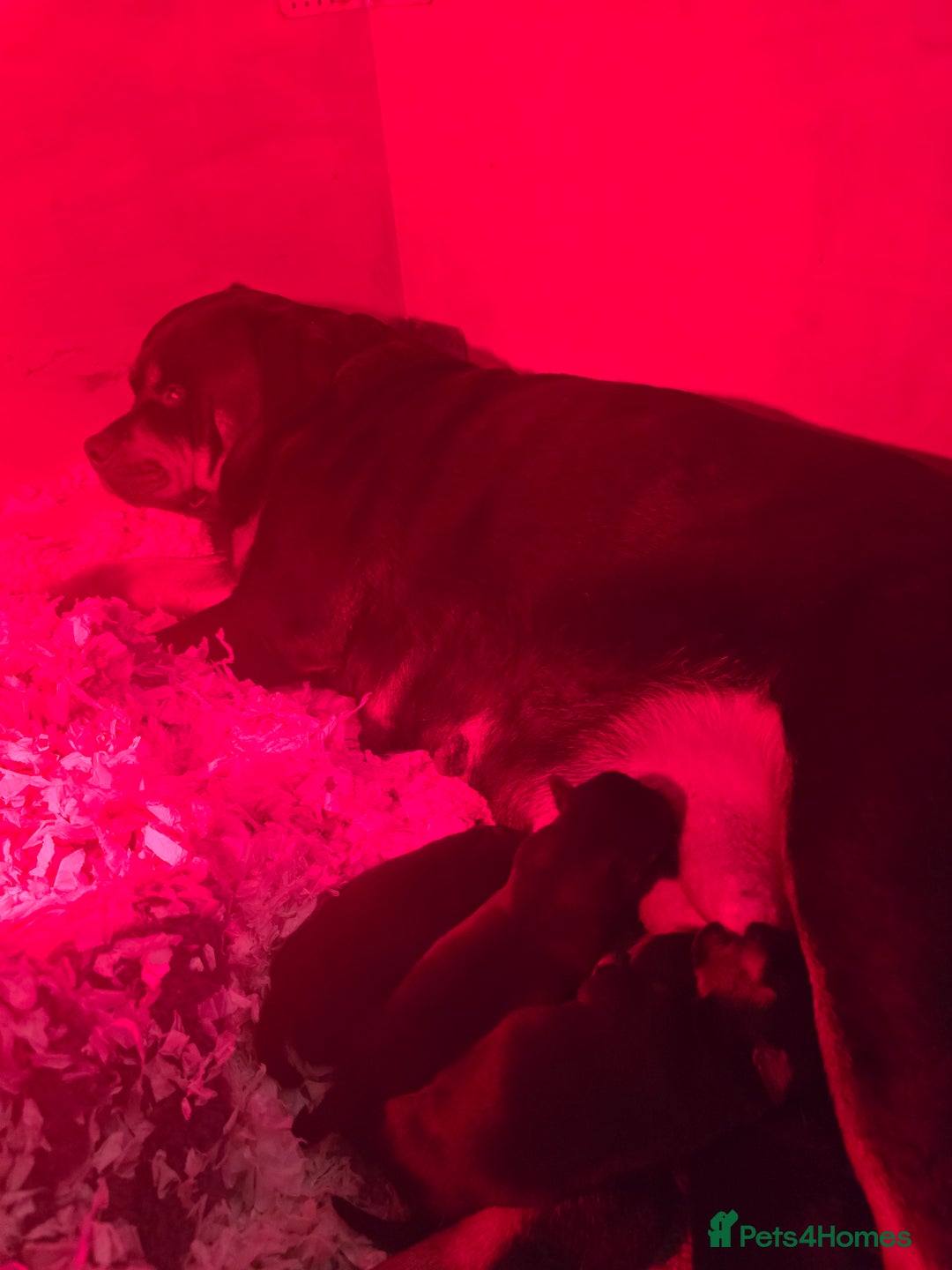 Rottweiler dogs for sale: Kc reg stunning rottweiler puppies - Advert 9