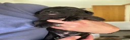 Labrador Retriever dogs for sale: Pedigree puppies of Portuguese cattle dog - Advert 7