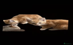 Mixed Breed cats for sale: kittens for sale  in Blackburn - Image 6