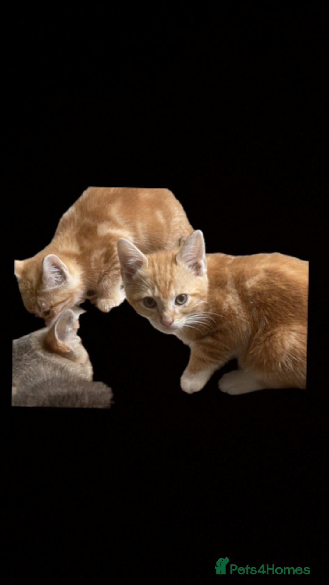 Mixed Breed cats for sale: kittens for sale  in Blackburn - Image 6