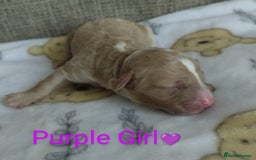 Cockapoo dogs for sale: Stunning Unique Cockapoo Puppies - Image 16