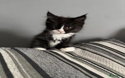Maine Coon cats for sale: Maine coon and maine coon cross kittens ready.  - Image 6
