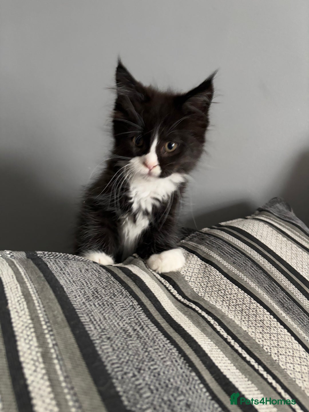 Maine Coon cats for sale: Maine coon and maine coon cross kittens ready.  - Image 6