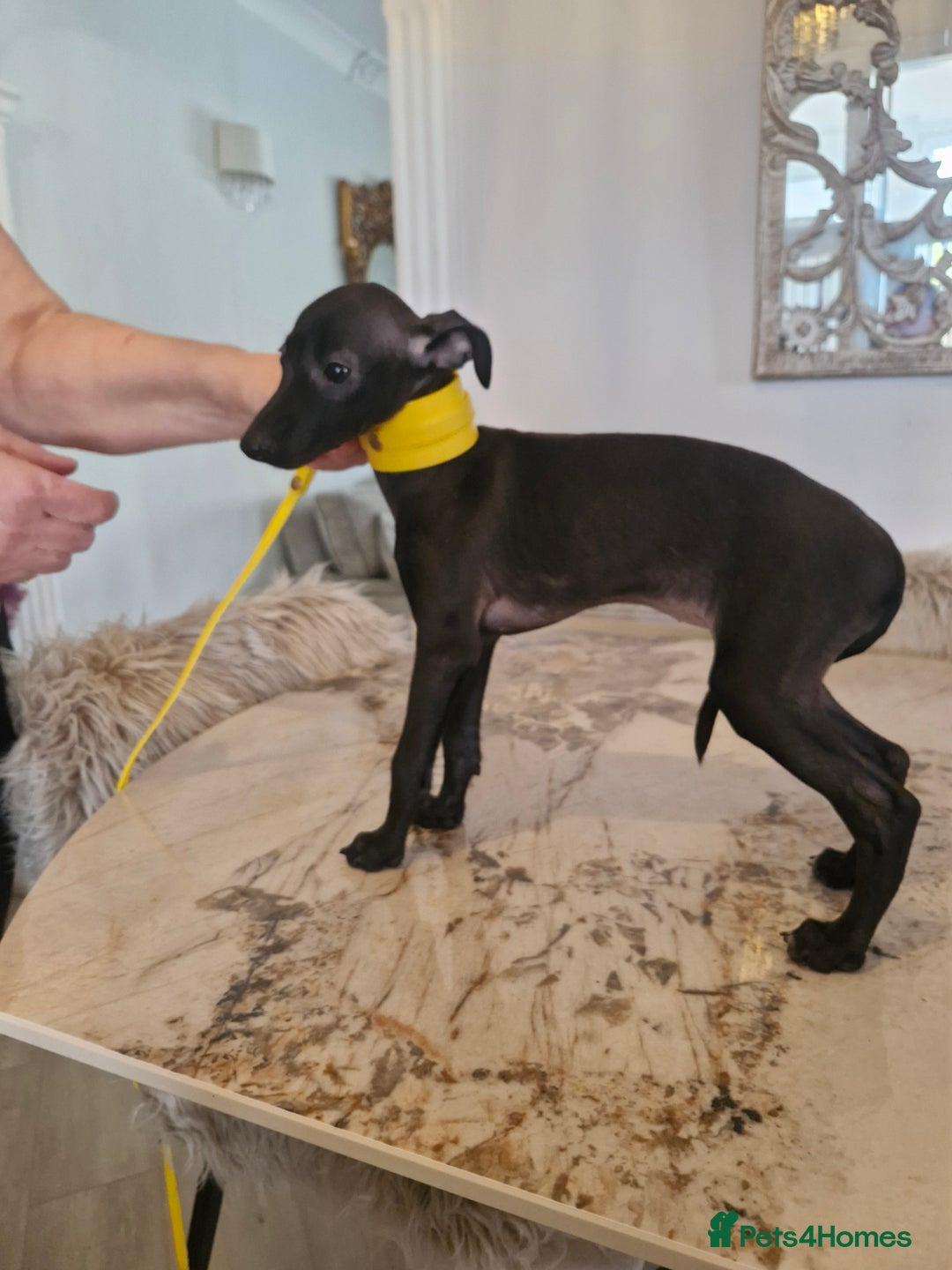 Italian Greyhound dogs for sale: KC reg  Italian greyhound puppies  - Image 12