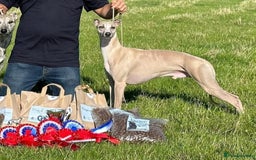Whippet dogs for sale: Beautiful whippet dog puppies - Image 10
