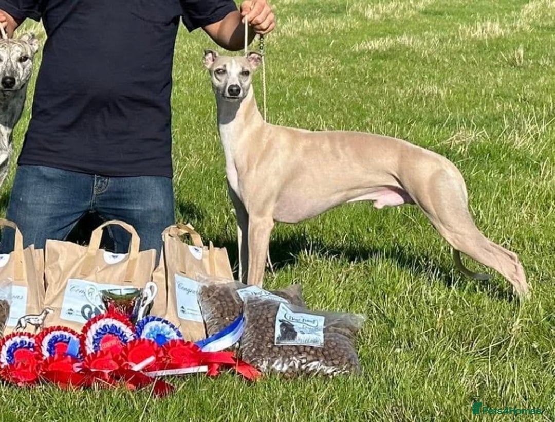 Whippet dogs for sale: Beautiful whippet dog puppies - Image 10