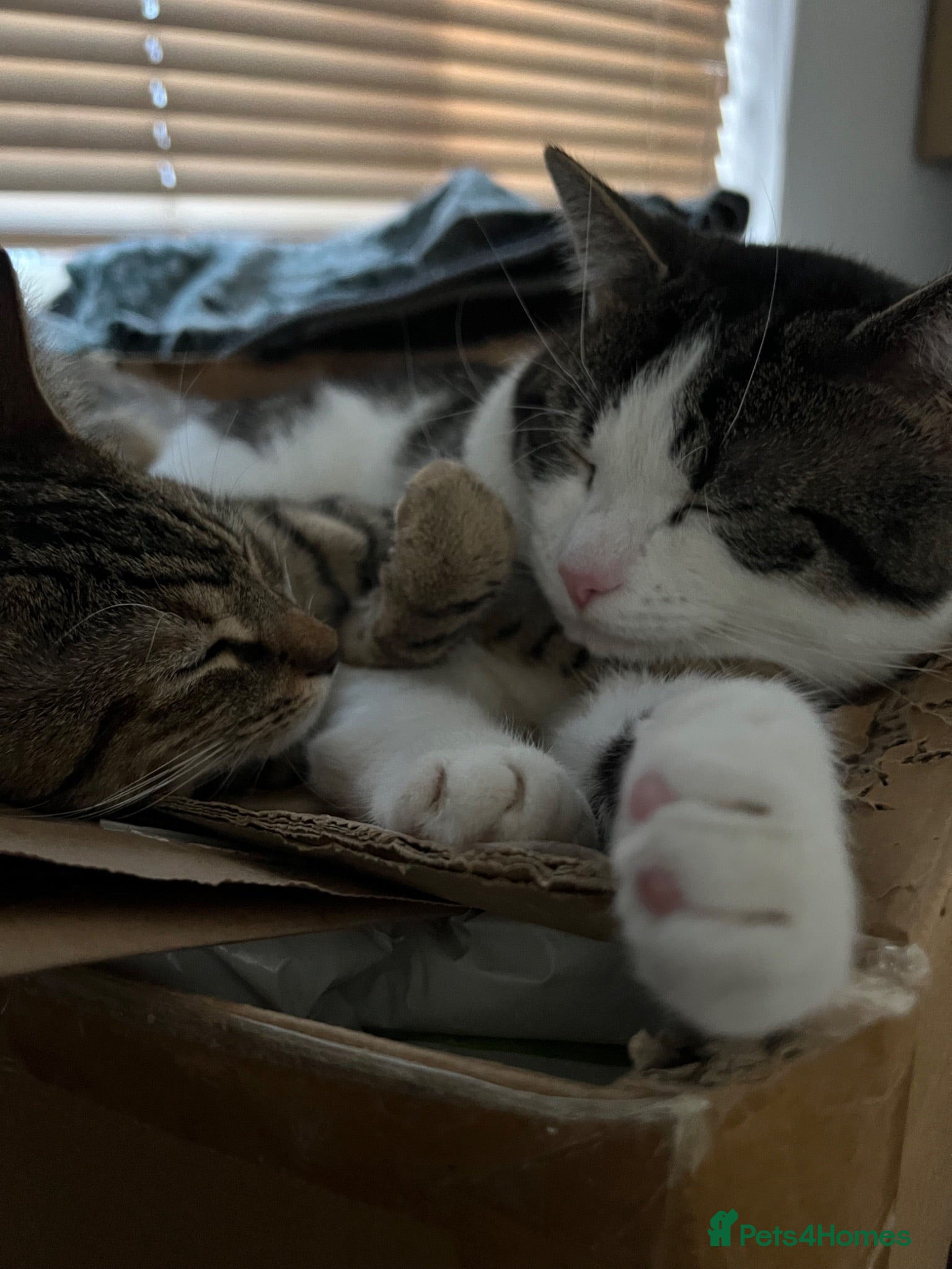 Domestic Shorthair cats Adorable Tabby Kittens Seeking Their Forever Homes - Advert 7