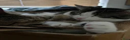 Domestic Shorthair cats for sale: Adorable Tabby Kittens Seeking Their Forever Homes - Advert 2