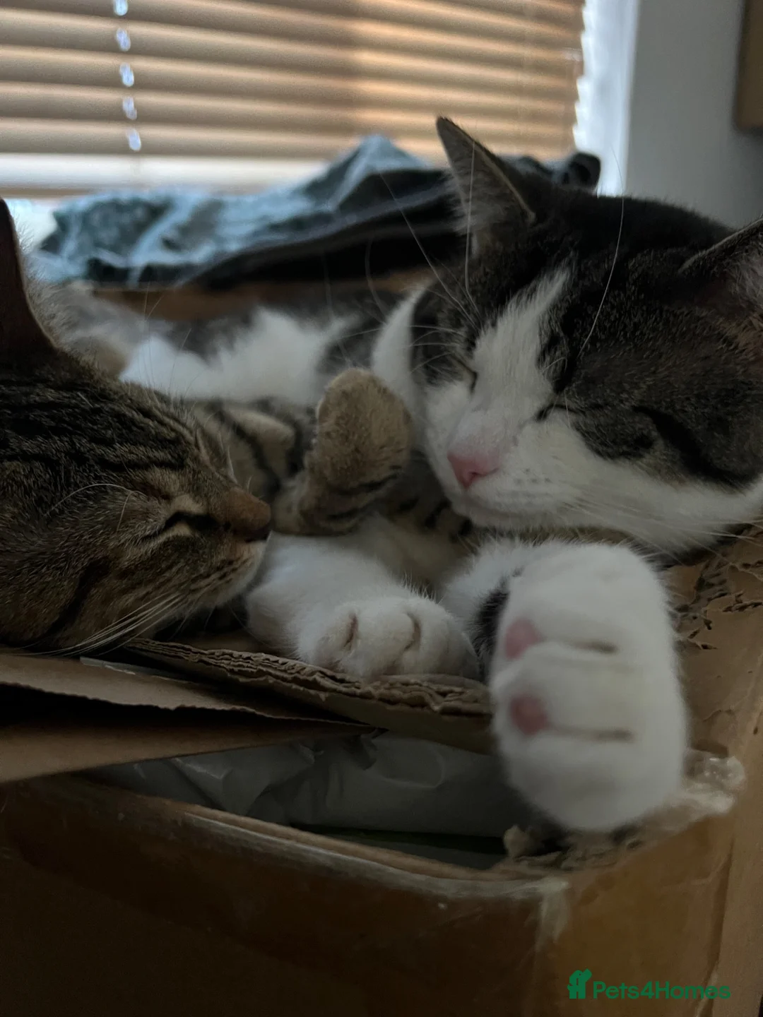 Domestic Shorthair cats for sale: Adorable Tabby Kittens Seeking Their Forever Homes - Advert 2