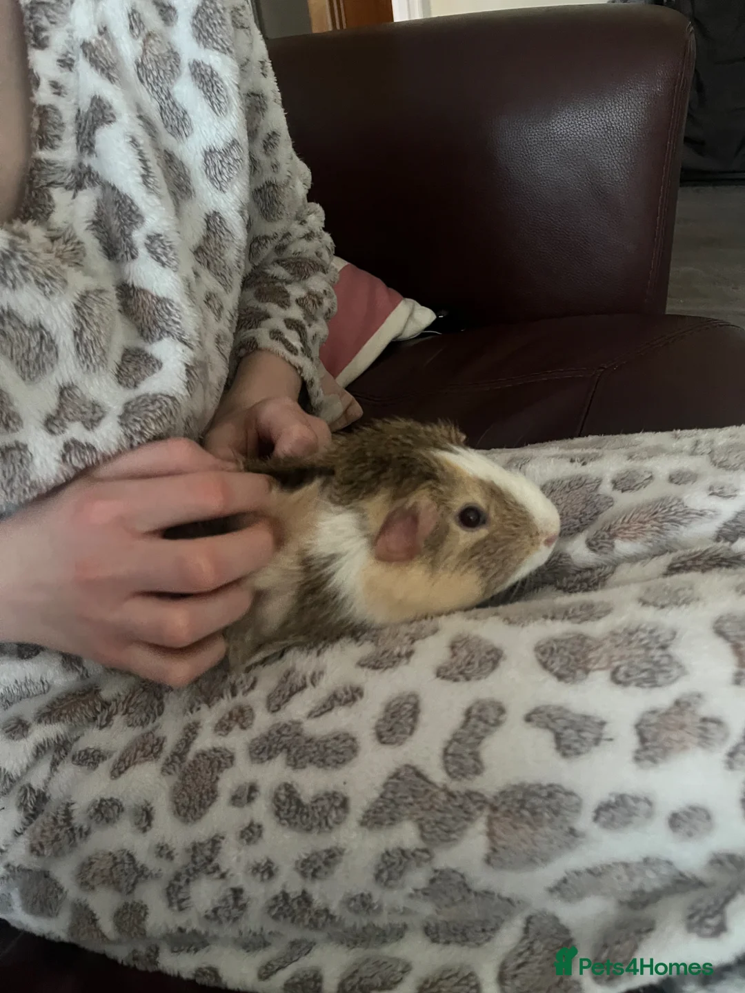 Guinea Pig rodents for sale: Guinea pigs in Orpington - Advert 2