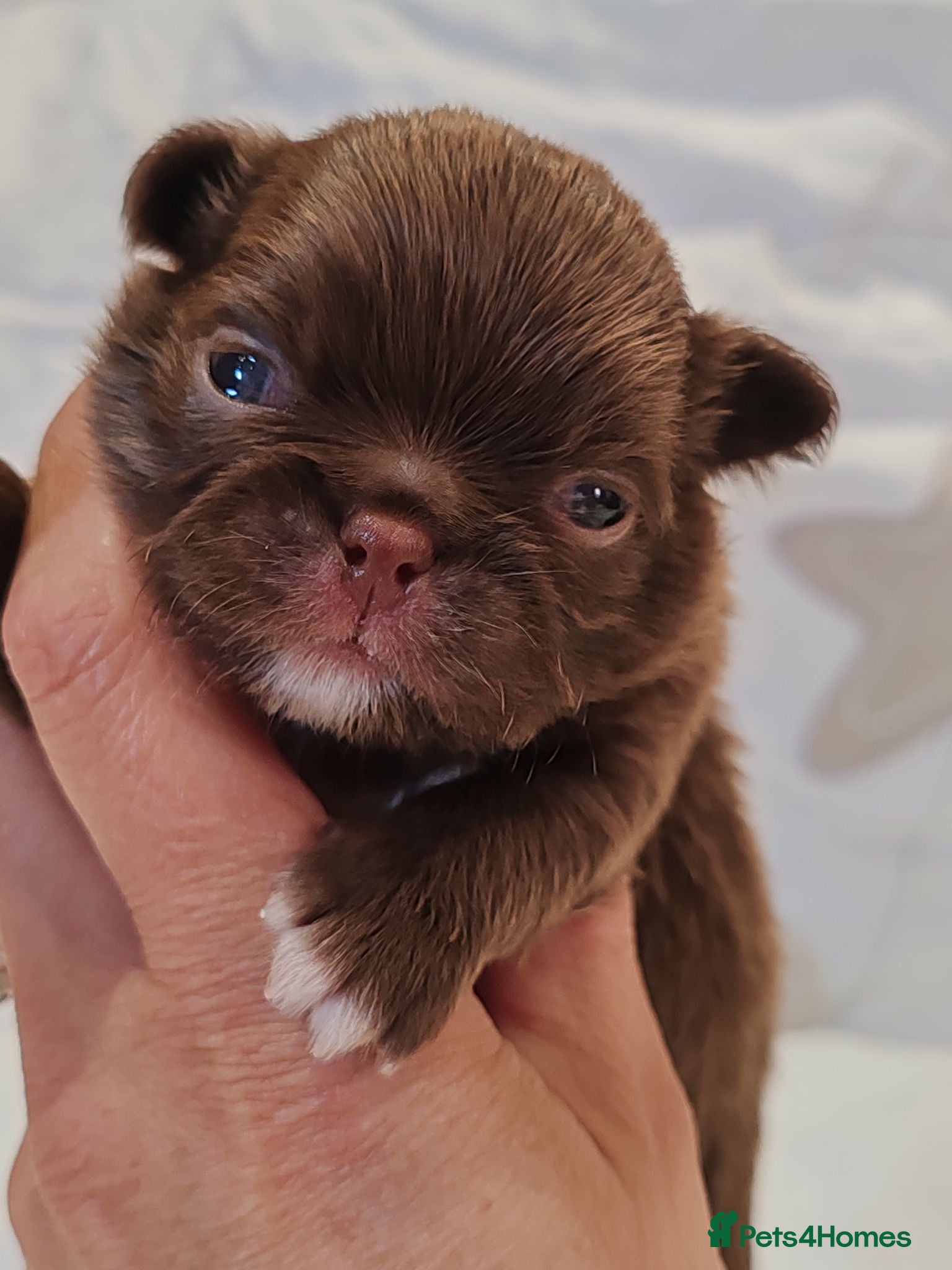 Chihuahua dogs KC REG THAI X RUSSIAN LINES NOW ARRIVED  - Advert 10