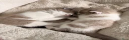 Ragdoll cats for sale: female Ragdoll, ready to go June 26th June - Advert 12