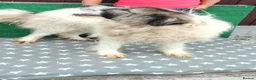 Mixed Breed dogs for adoption: 🐶Meet haiduc, one big fluffball 😍 - Advert 9