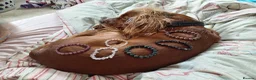 Cocker Spaniel dogs for stud: Working Cocker Spaniel For Stud - Advert 4