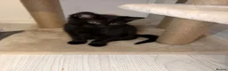 Mixed Breed cats for sale: 5 Beautiful Black Mixed Breed Kittens - Advert 28