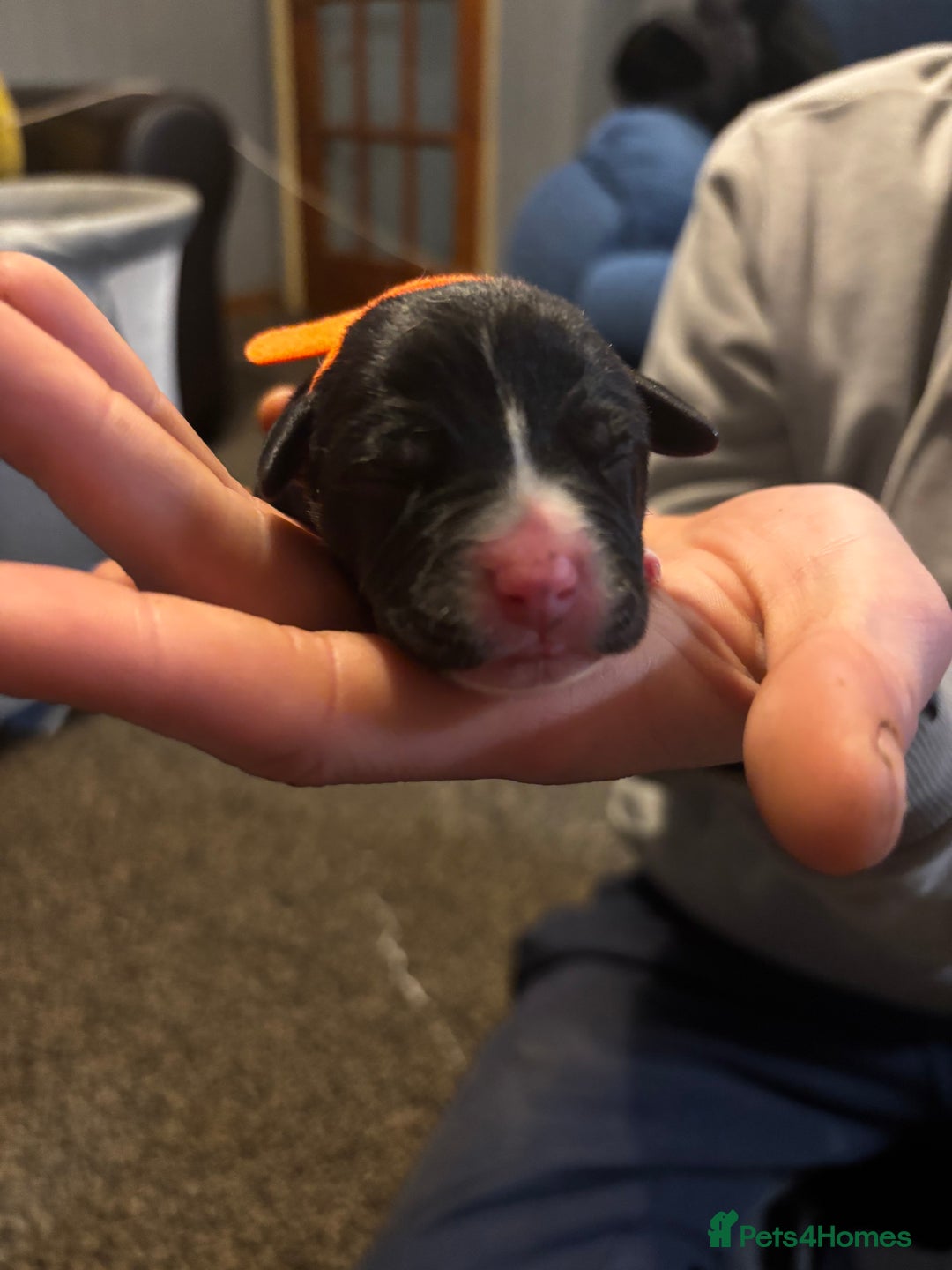 Mixed Breed dogs for sale: Puppies Looking For Forever Homes 🩷 - Advert 3