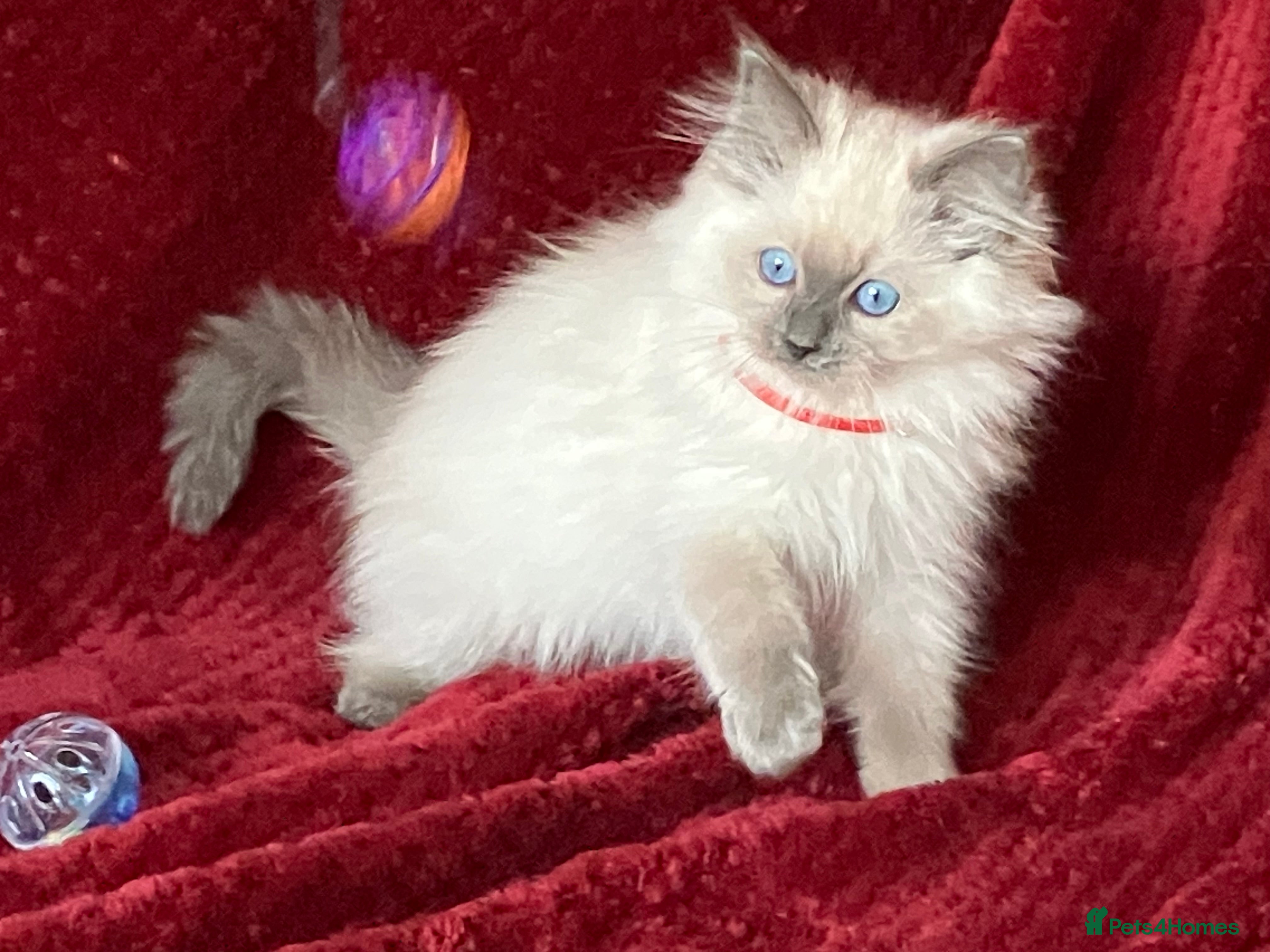 Ragdoll cats ChampionBloodline 5GENpedigree BSH GCCFreg.parents - Advert 1