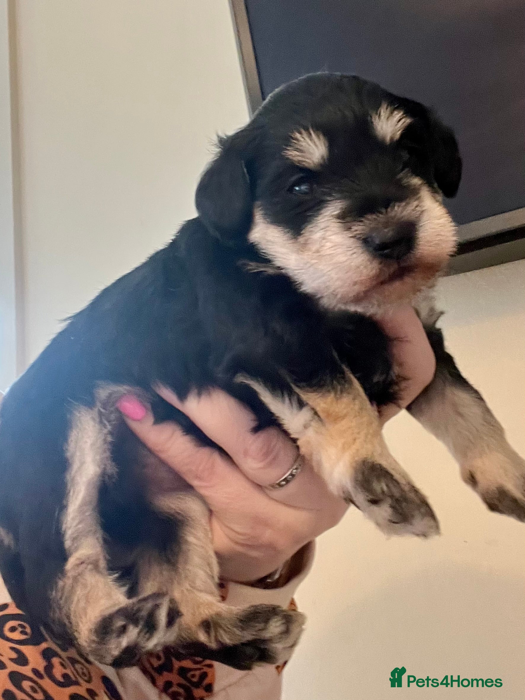 Schnoodle dogs 💙🐾Stanley🐾💙 The Schnauzer/Schnoodle🐾💙 - Advert 1