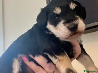 Schnoodle dogs 💙🐾Stanley🐾💙 The Schnauzer/Schnoodle🐾💙 - Advert 1