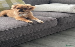 Shih Tzu dogs for sale: Femal Shiztu pup for sale  - Advert 3