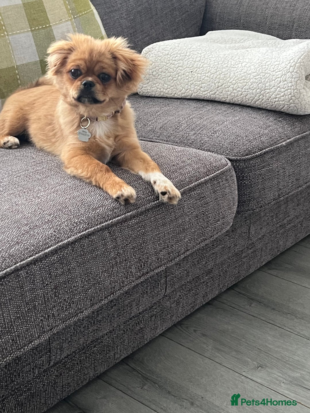 Shih Tzu dogs for sale: Femal Shiztu pup for sale  - Advert 3