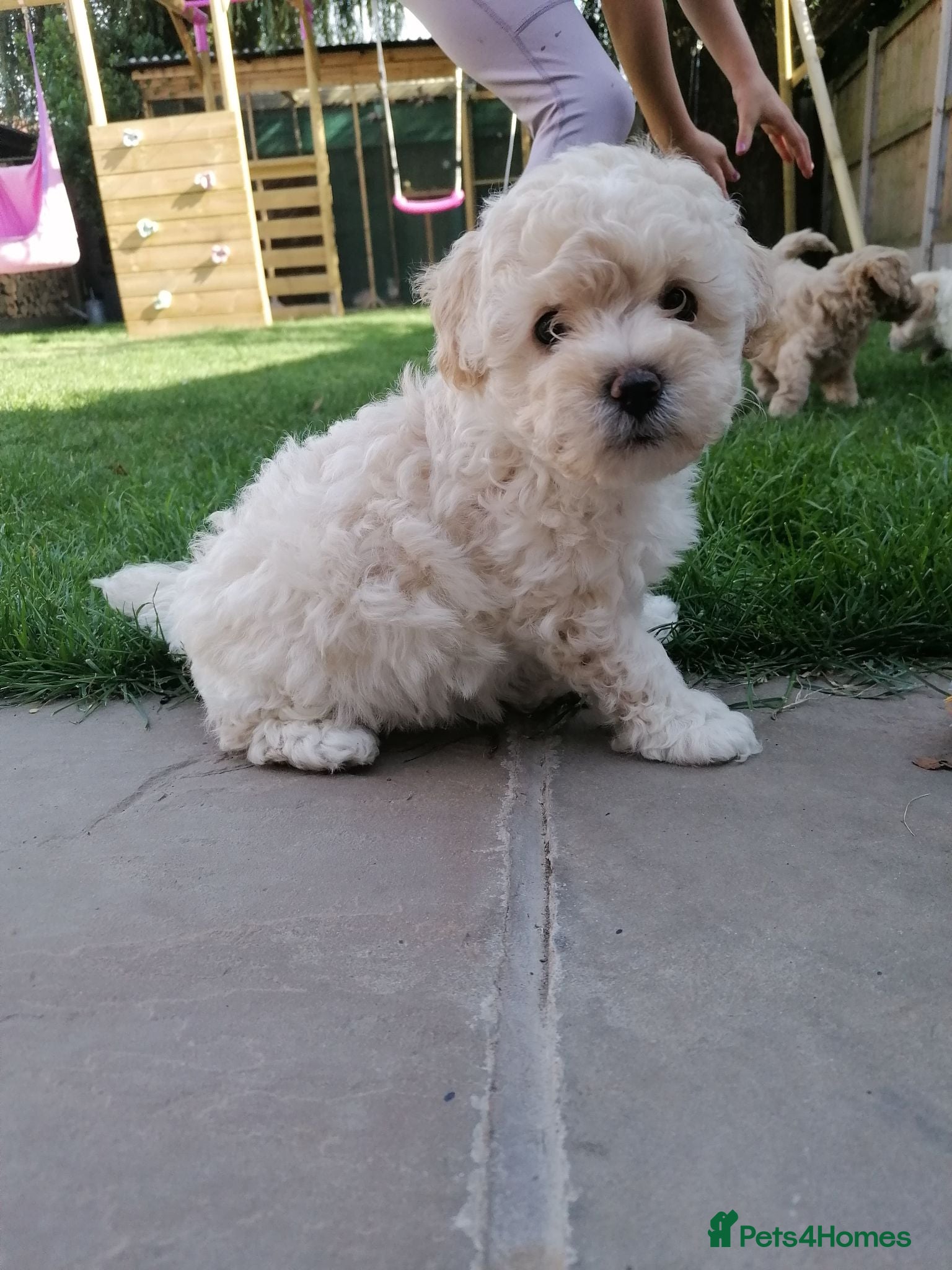 Toy Poodle dogs Adorable 3/4 Toy Poodle 1/4 Maltipoo Puppies - Advert 12