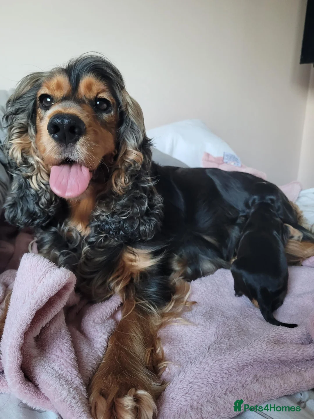 Cocker Spaniel dogs for sale: ​Gorgeous Cocker Spaniel Puppies Sna health tested - Advert 2