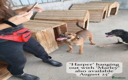 Mixed Breed dogs for adoption: Harper, 18 months. Available for adoption. - Image 3