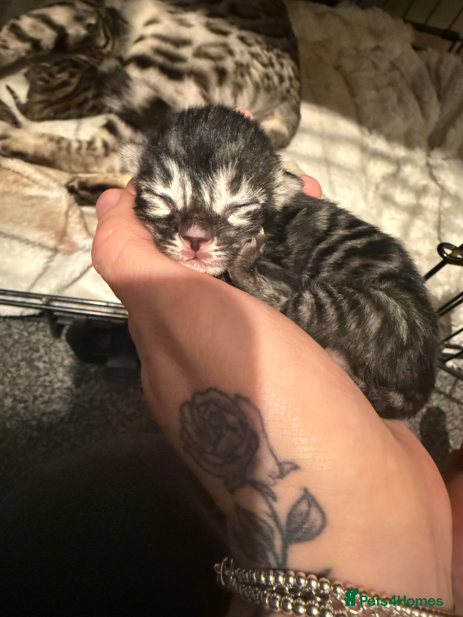 Mixed Breed cats Bengal xMainecoon Kittens LAST kitten remaining - Advert 18