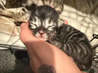 Mixed Breed cats Bengal xMainecoon Kittens LAST kitten remaining - Advert 18