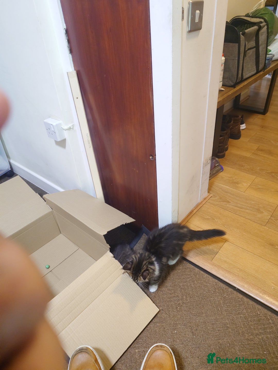 Persian cats for sale: Persian kittens: 2 girls and 1 boy (£230 each) - Image 15