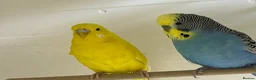 Budgerigars birds for sale: 13 budgies available  - Advert 5