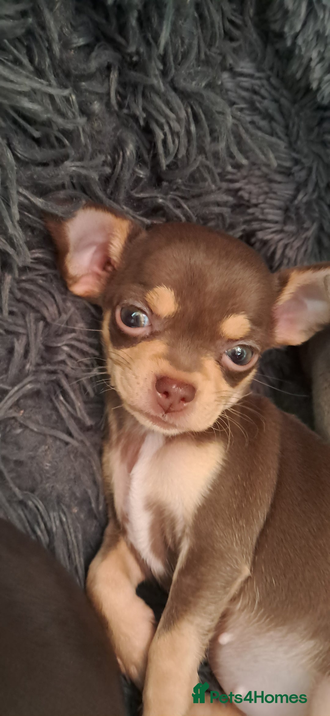 Mixed Breed dogs for sale: Beautiful Babies  - Advert 4