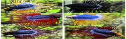 Bettas fish for sale: Imported Male and female betta fish - Advert 5