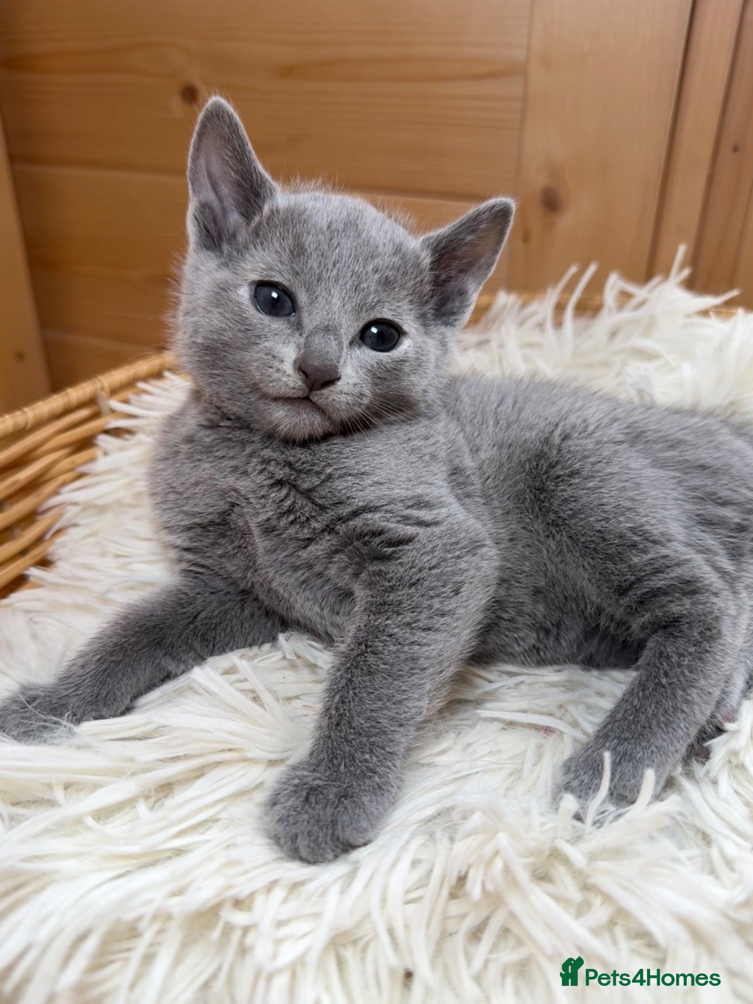 Russian Blue cats 🥇TOP Quality TICA Pedigree Russian Blue Kittens - Advert 4