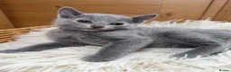 Russian Blue cats for sale: 🥇TOP Quality TICA Pedigree Russian Blue Kittens - Advert 4