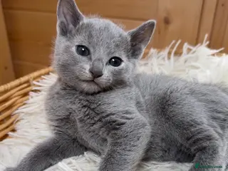 Russian Blue cats 🥇TOP Quality TICA Pedigree Russian Blue Kittens - Advert 4