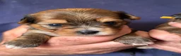 Yorkshire Terrier dogs for sale: Super Health tested Ocean Pearl /coloured Yorkies  - Advert 3