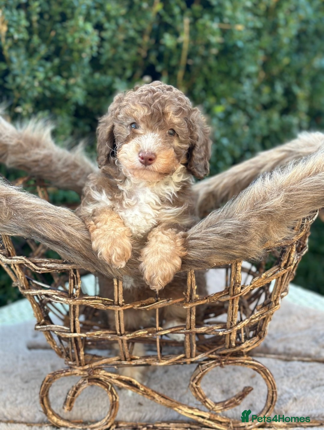 Miniature Poodle dogs for sale: Stunning chocolate phantom  - Advert 4