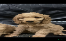 Cockapoo dogs for sale: F1 Apricot / Red Cockapoo’s  in Wetherby - Image 3